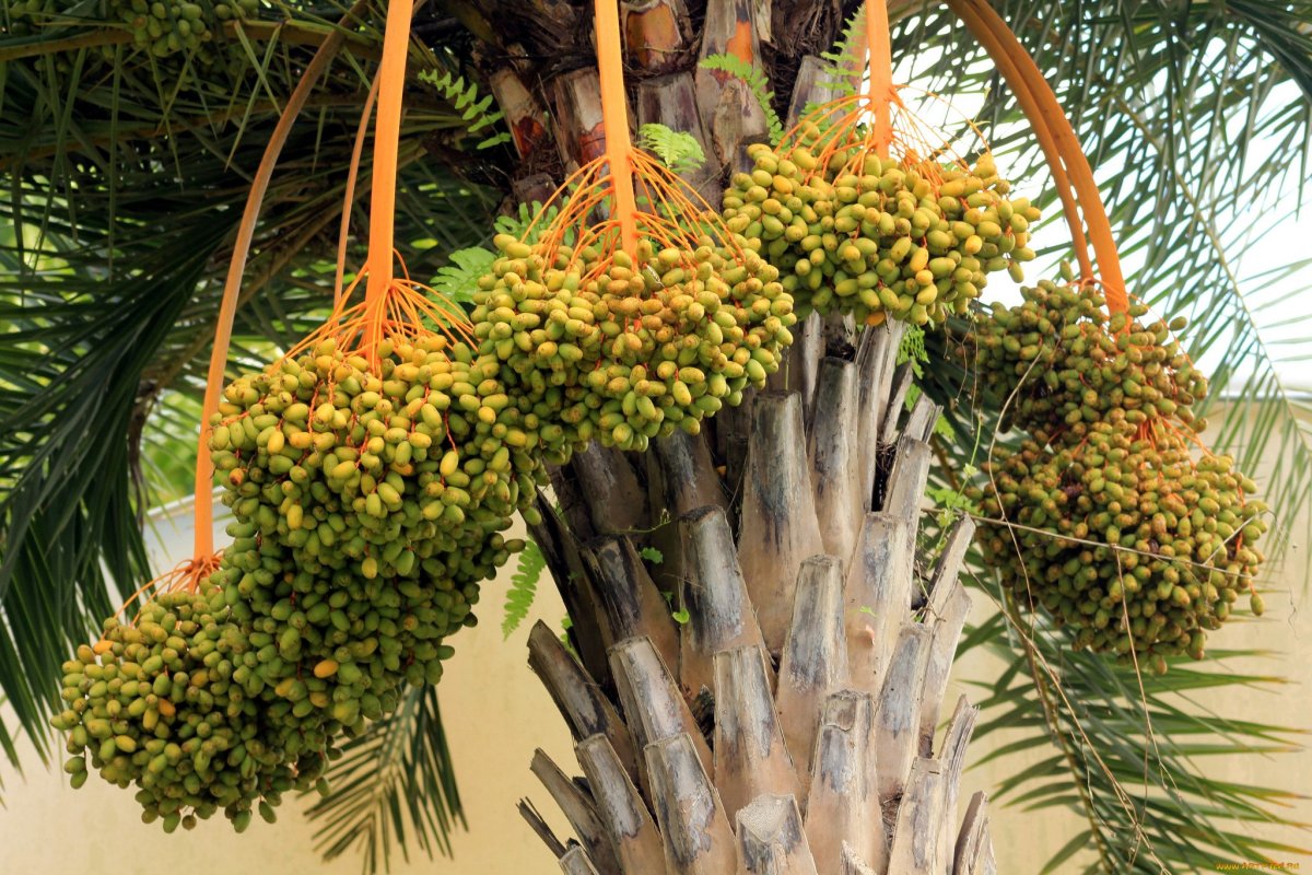 Phoenix dactylifera плоды