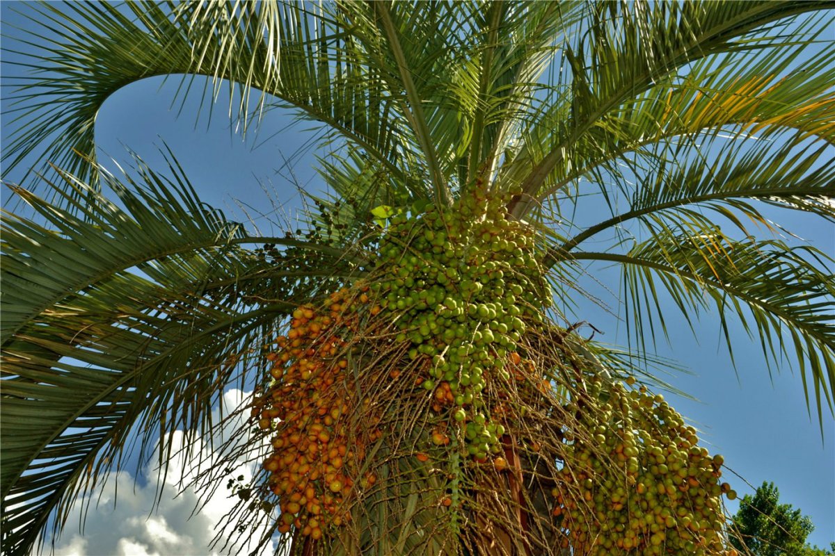 Phoenix canariensis финик Канарский