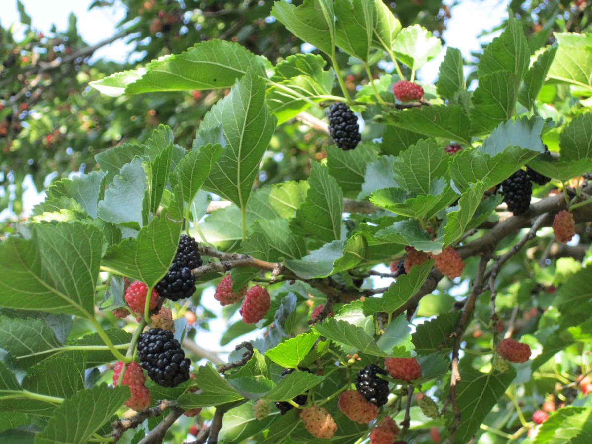 Шелковица черная (Morus nigra)