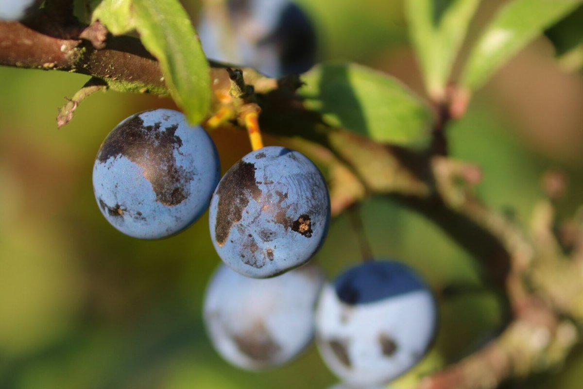 Терн (Prunus spinosa)