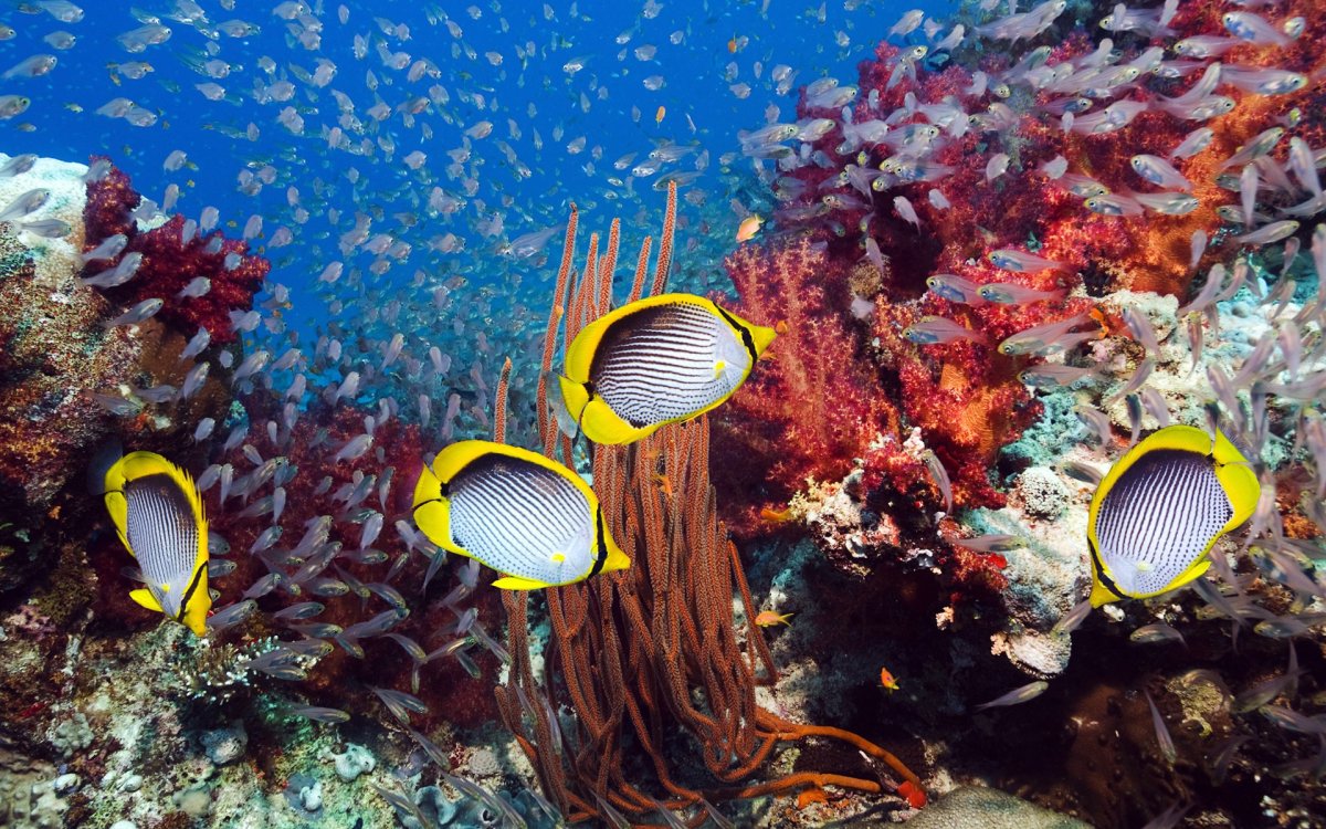 Риф подводный красное море
