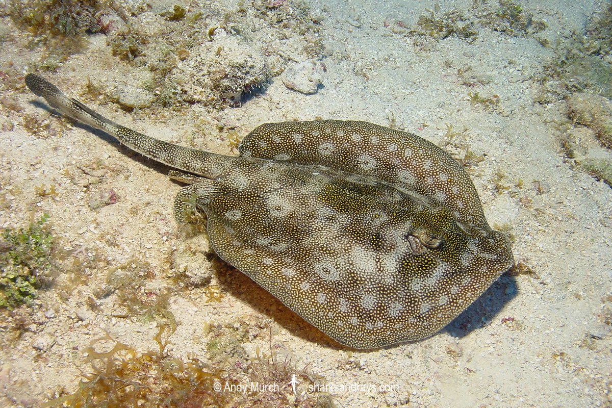 Скат-хвостокол (Whiptail Stingray)