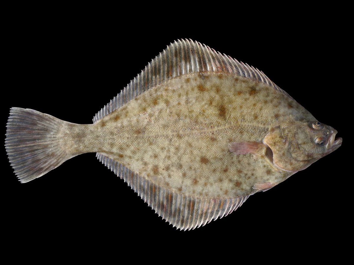 Речная камбала (Platichthys flesus)