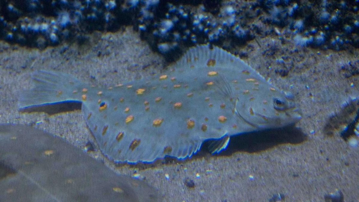 Камбала Охотского моря