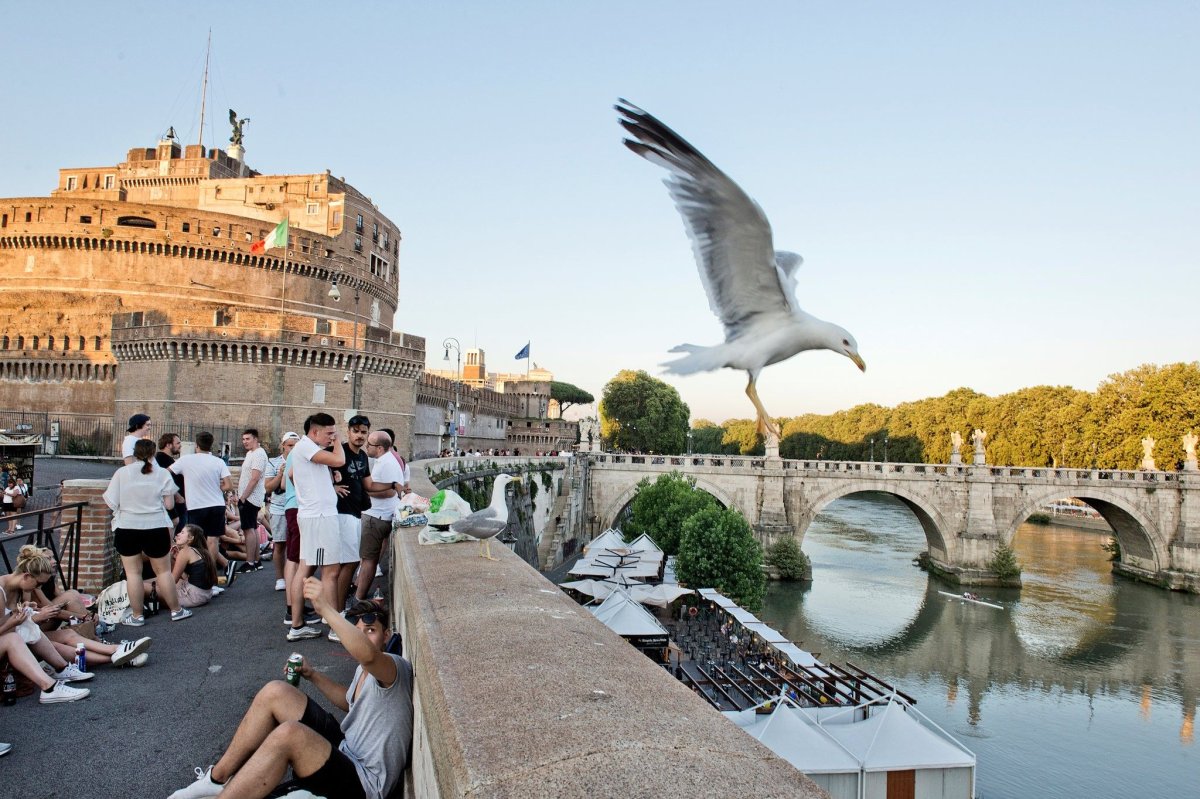 Seagulls above Rome Bridges