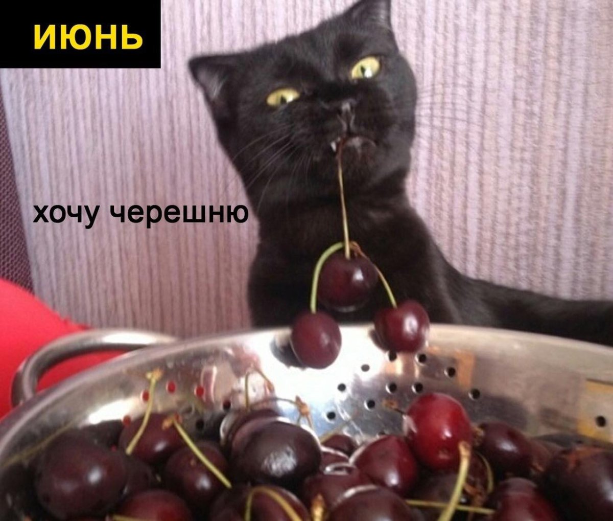 Кот с вишней