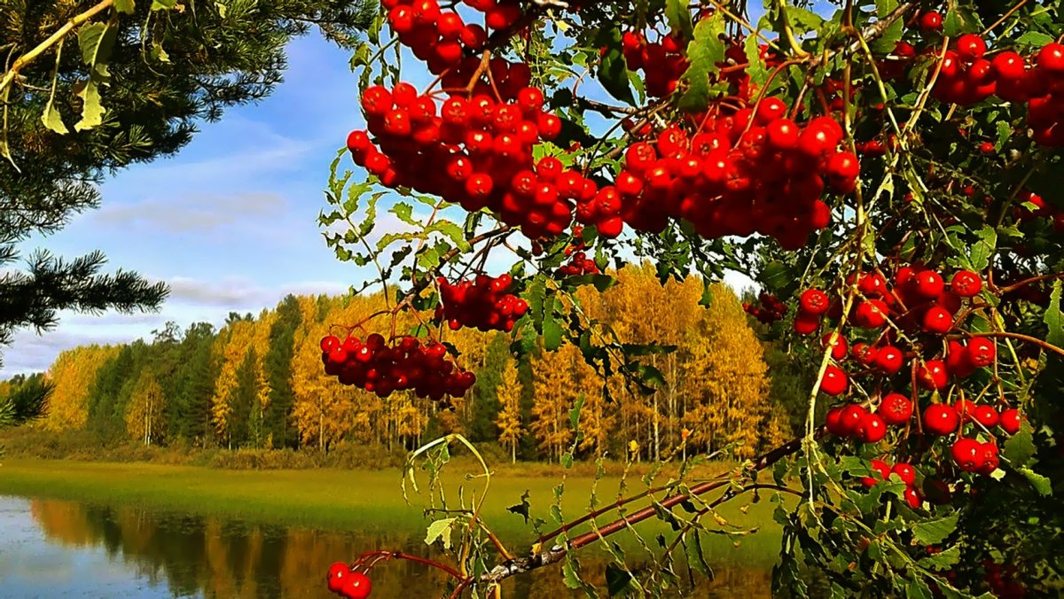 Капина красная рябина красная
