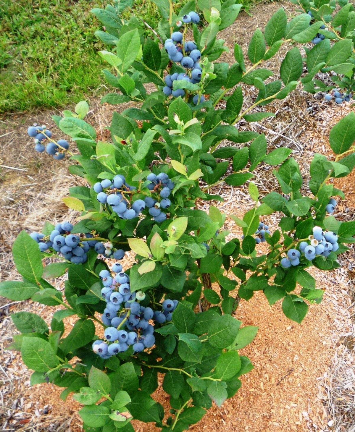 Голубика Садовая куст