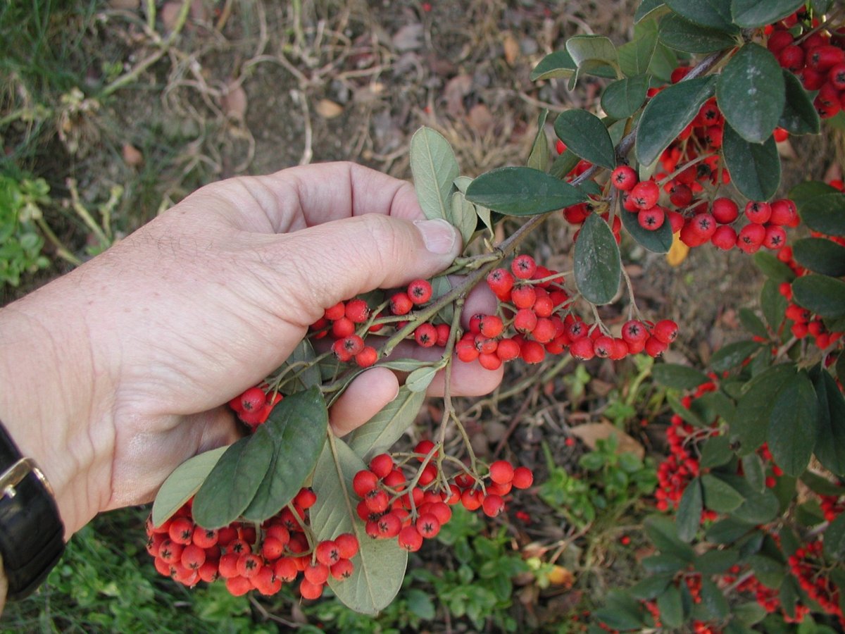 Кизильник Млечный Cotoneaster lacteus