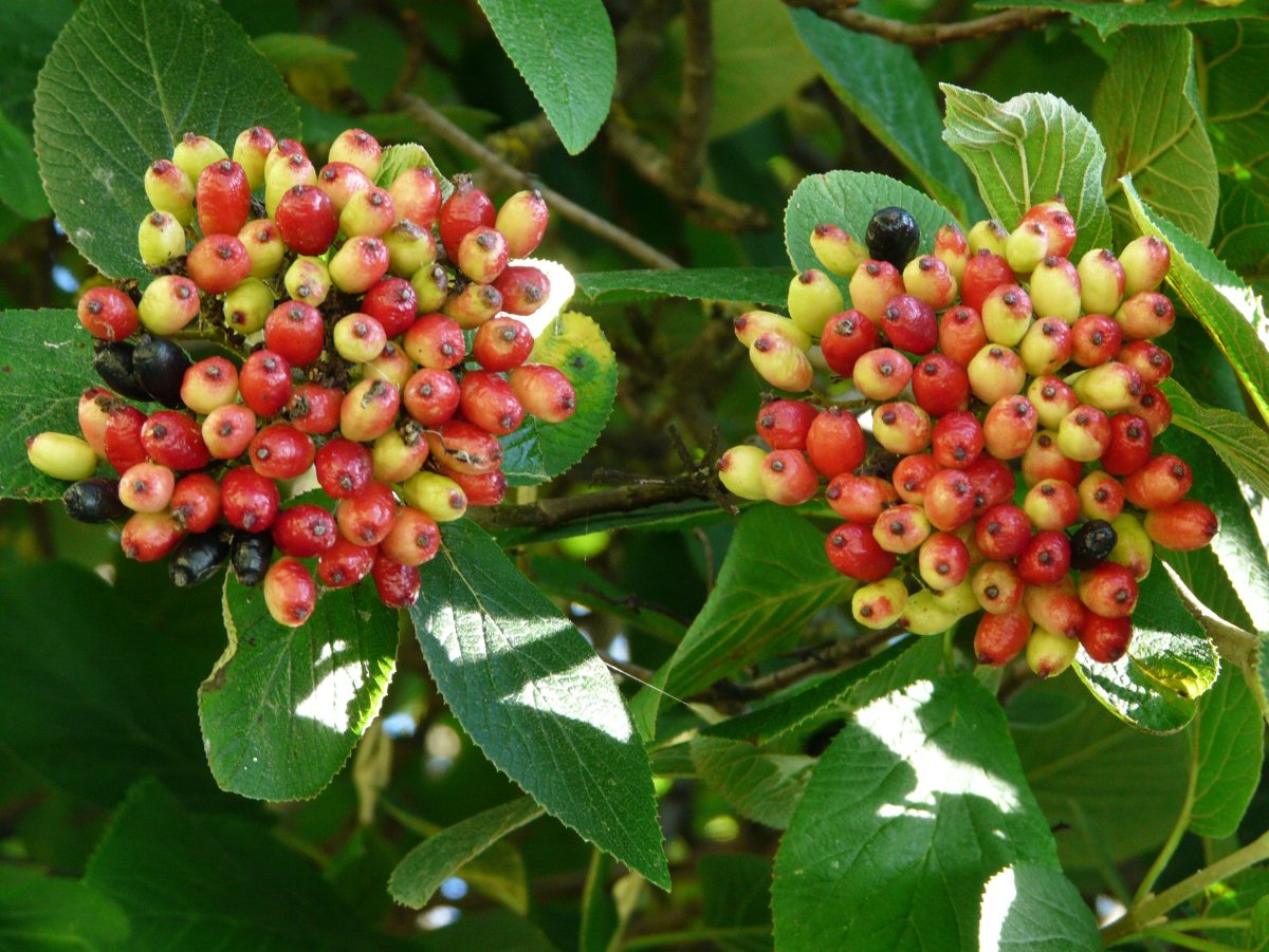 Viburnum Red Spirit