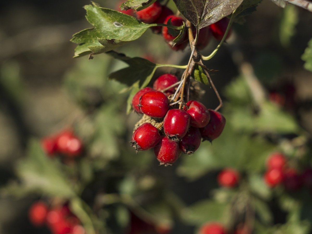 Боярышник Сибирский Crataegus sibirica