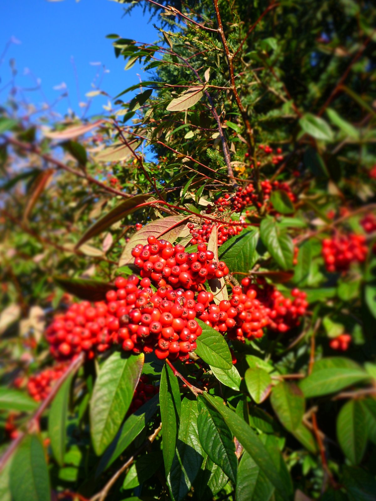Aronia Tree Berry