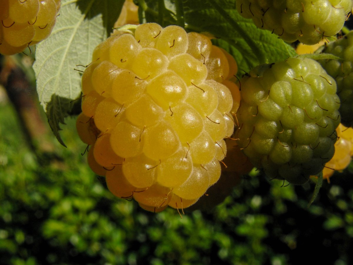 Rubus idaeus Fallgold