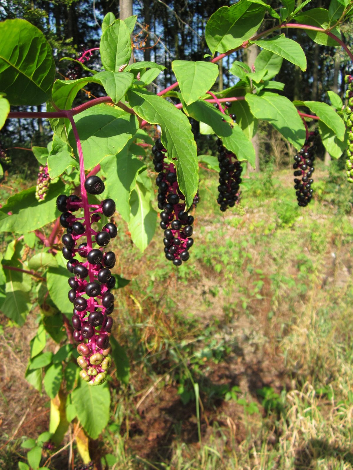 Фитолакка (Phytolacca Americana)