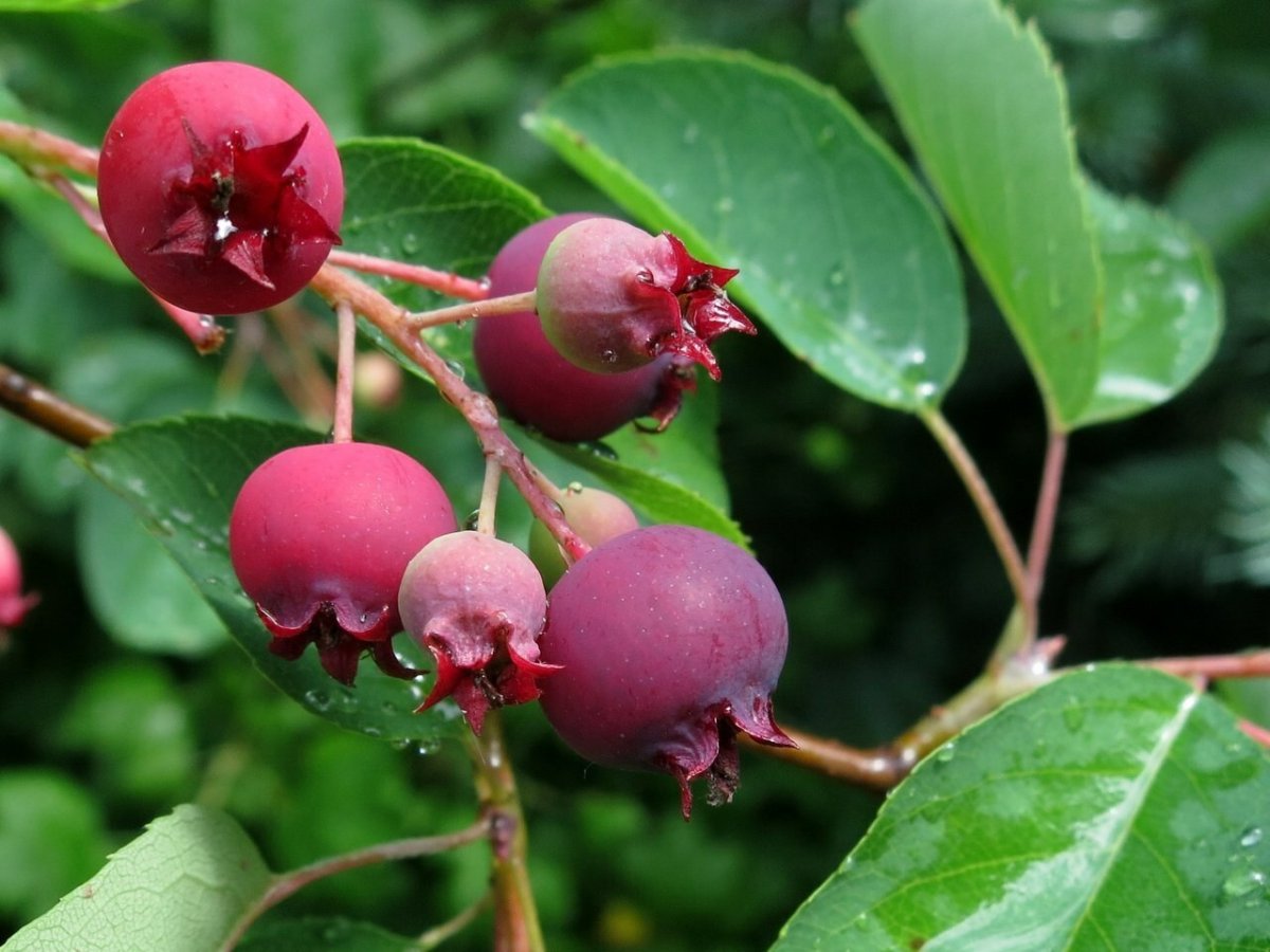 Ирга канадская (Amelanchier canadensis)
