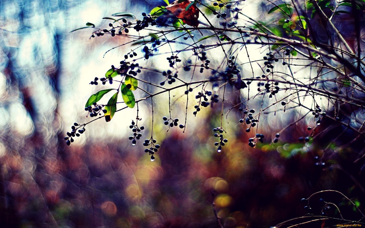 Боке природа Весна