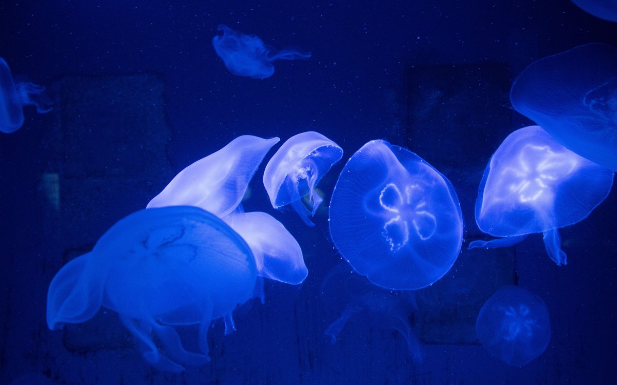 Медузы в море Лаптевых
