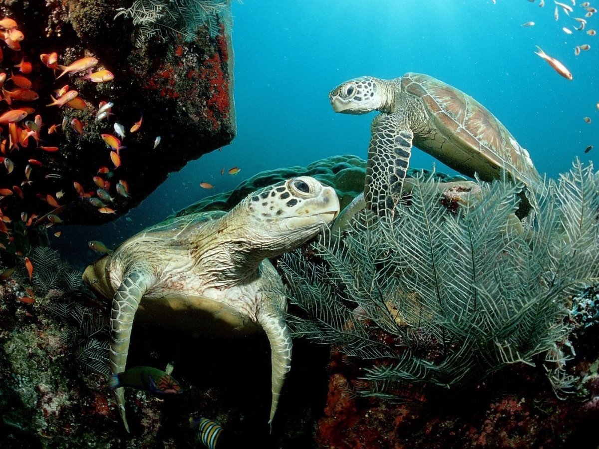 Карибское море животный мир