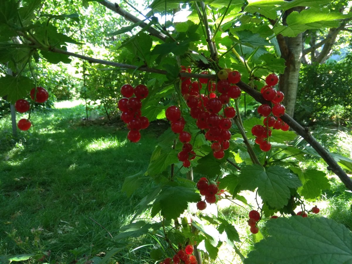 Кусты малины и смородины