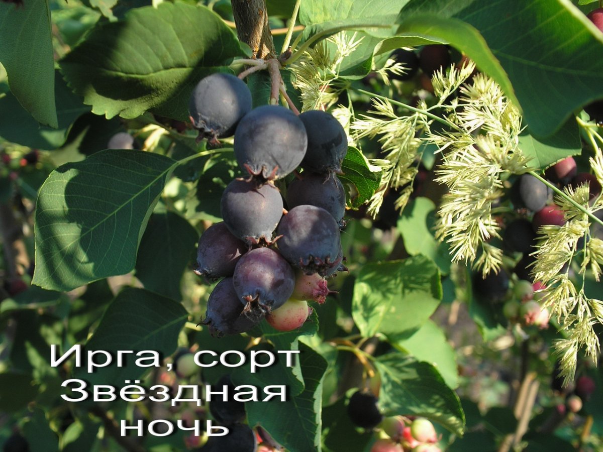 Ирга жимолость