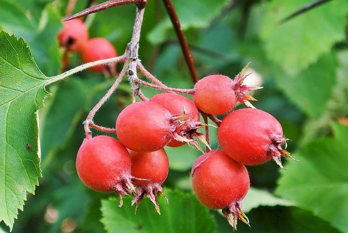 Боярышник Дугласа Crataegus douglasii