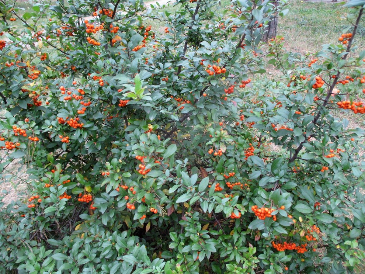 Пираканта ярко-красная (Pyracantha coccinea Red column) p9