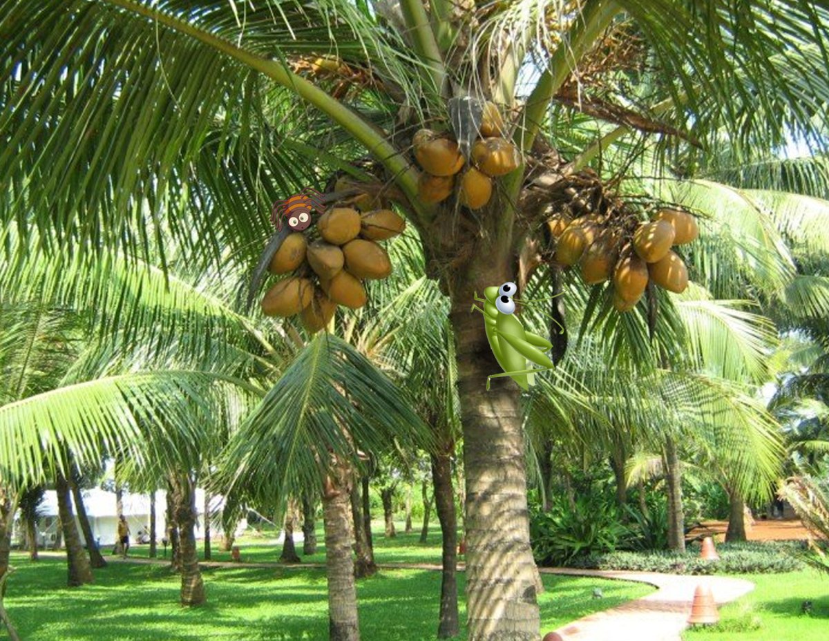 Кокосовая Пальма (Cocos nucifera)