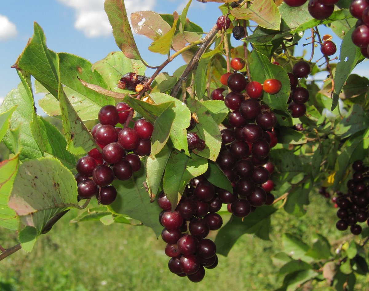 Черемуха "Гранатовая гроздь" (Prunus Padus)