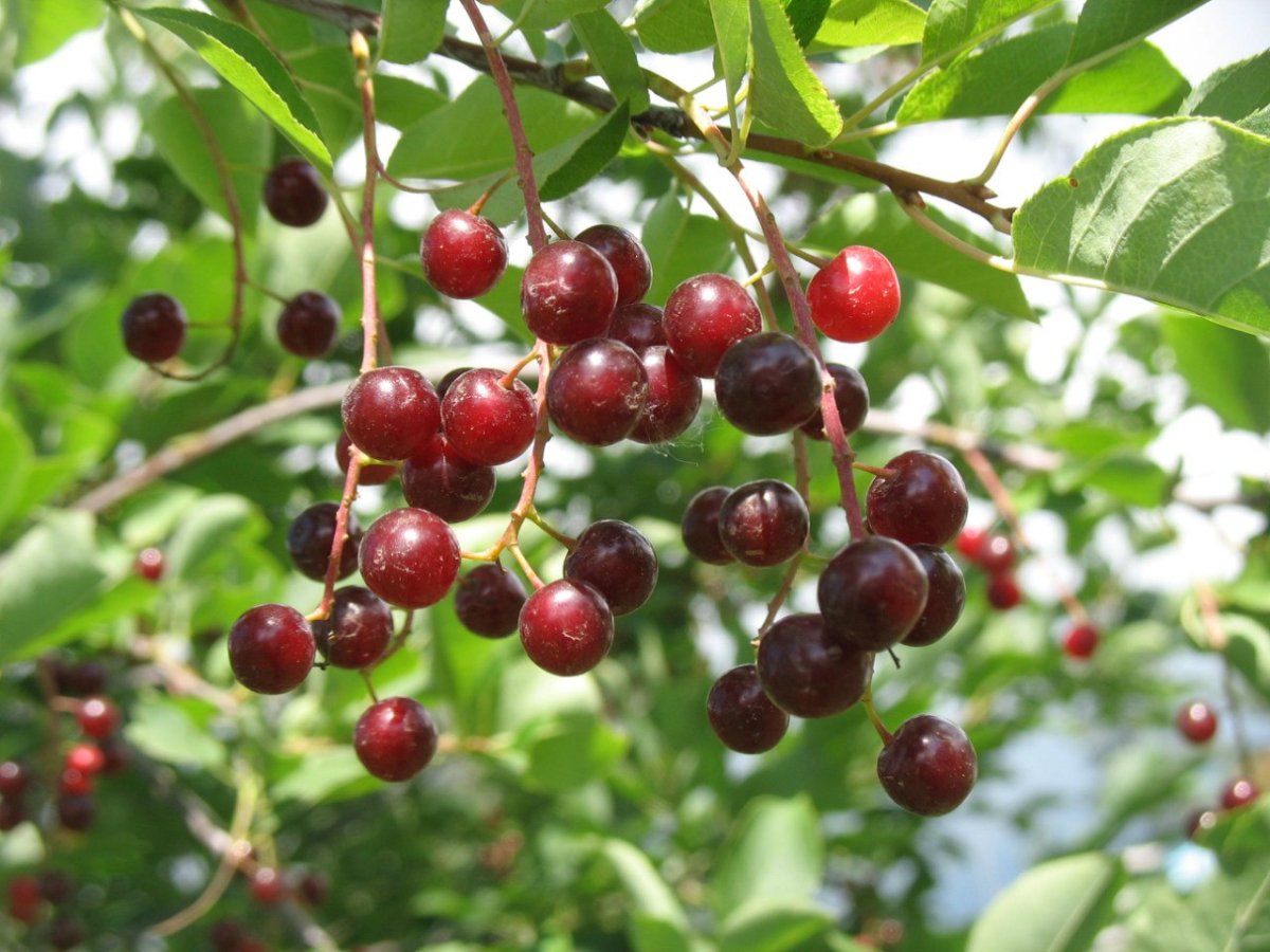 Черемуха виргинская (Padus virginiana) побег