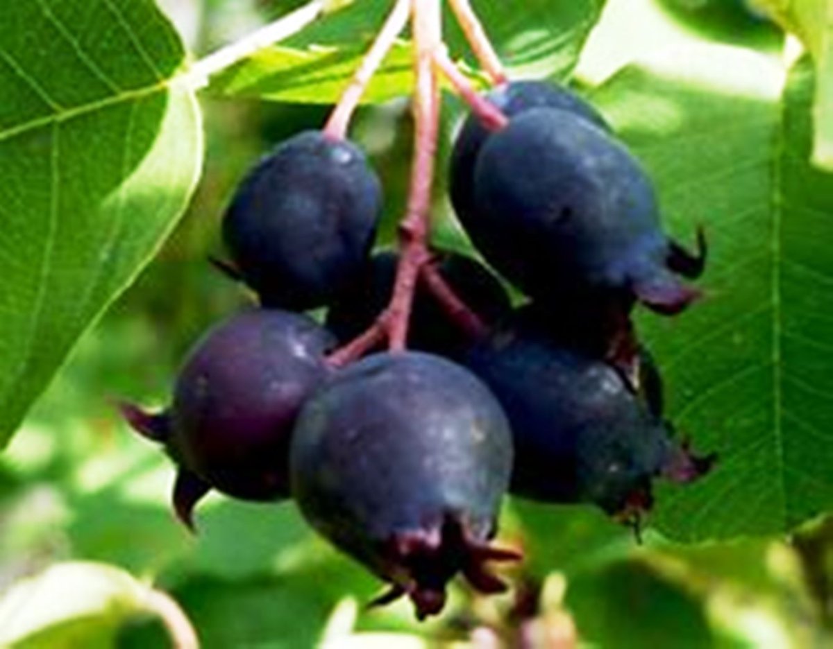 Сорта ирги Слейт (Sleyt)