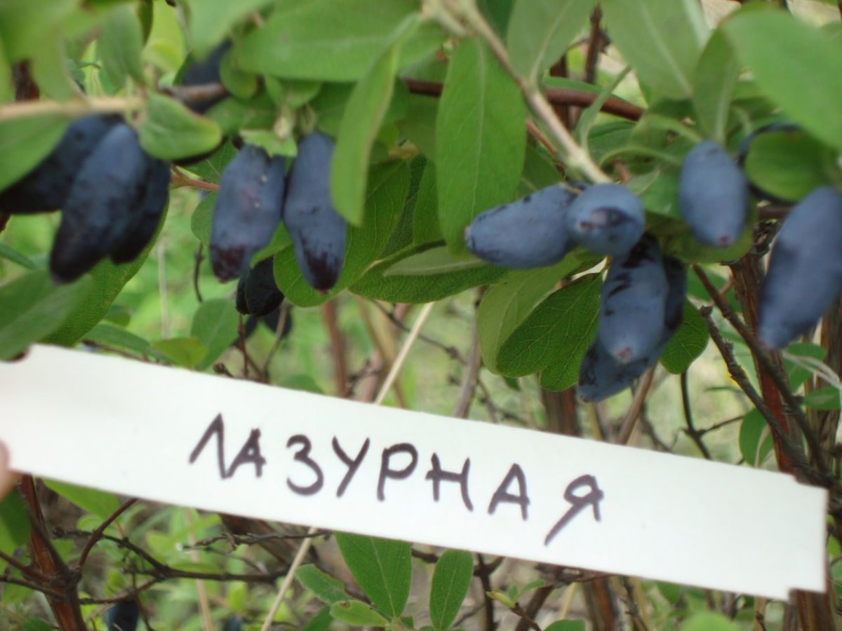 Жимолость сорт Лазурная