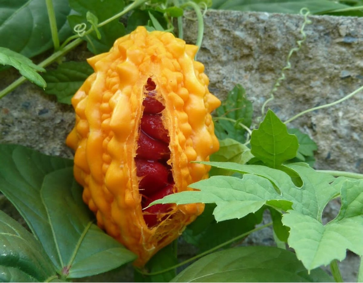 Момордика (индийский гранат) Дракоша