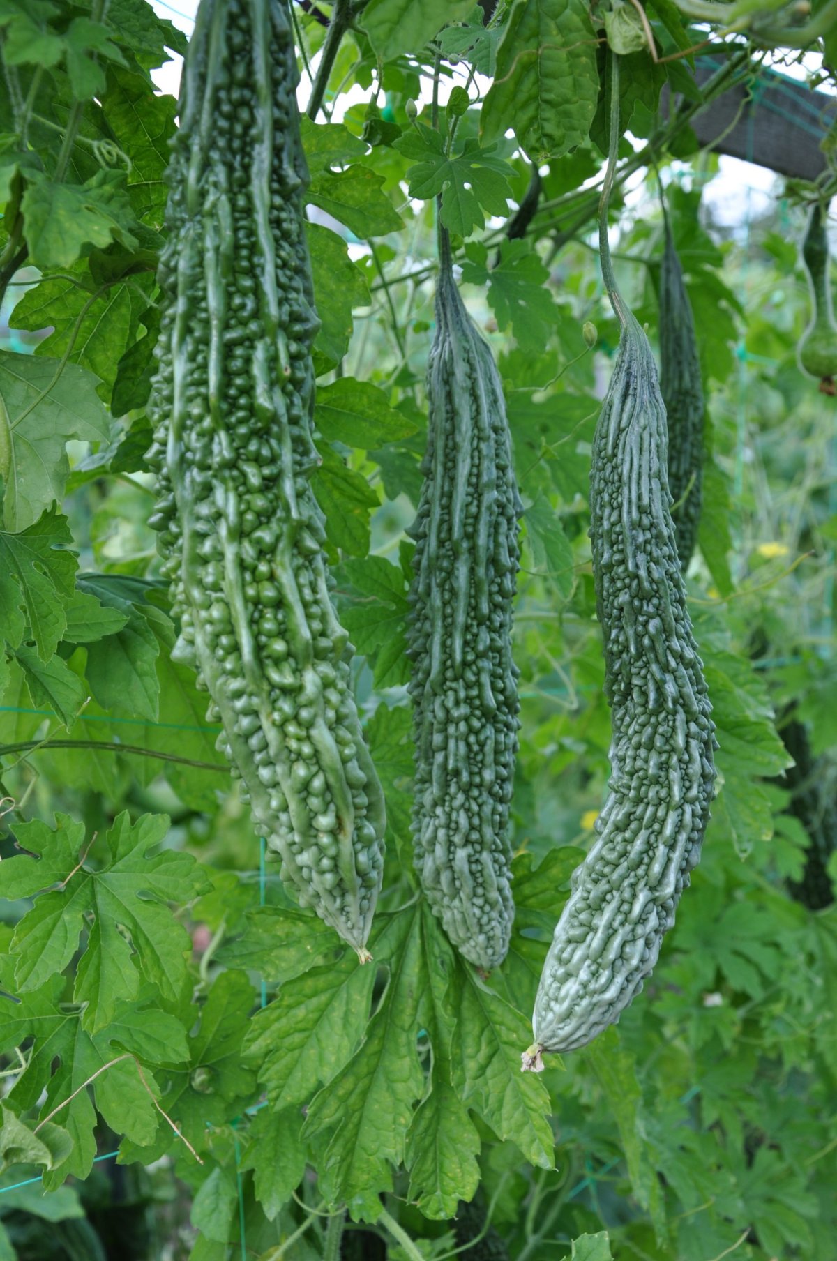 Момордика Ажур