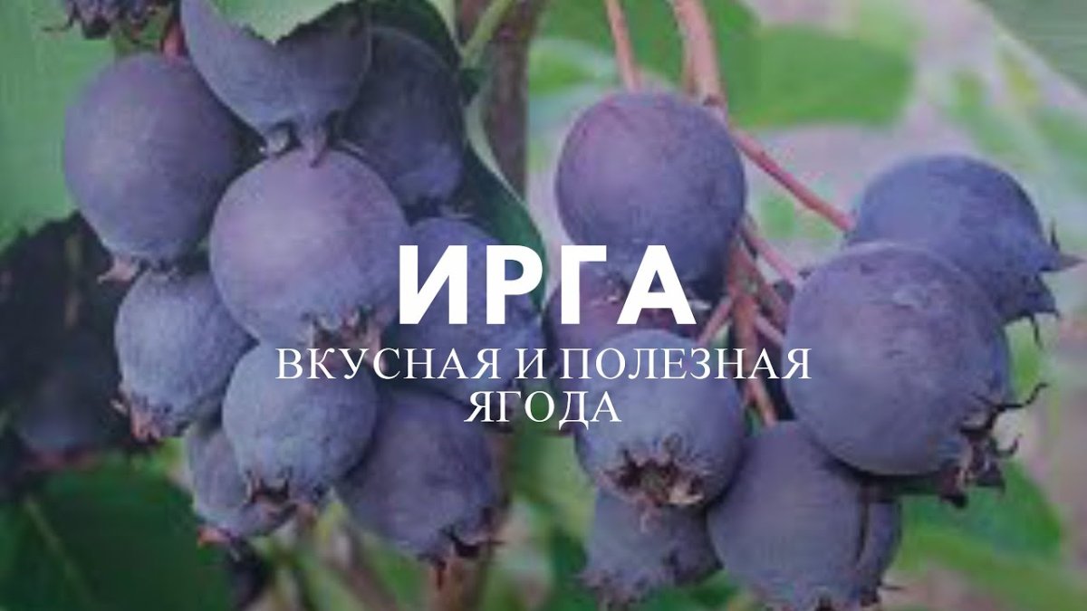 Ирга состав