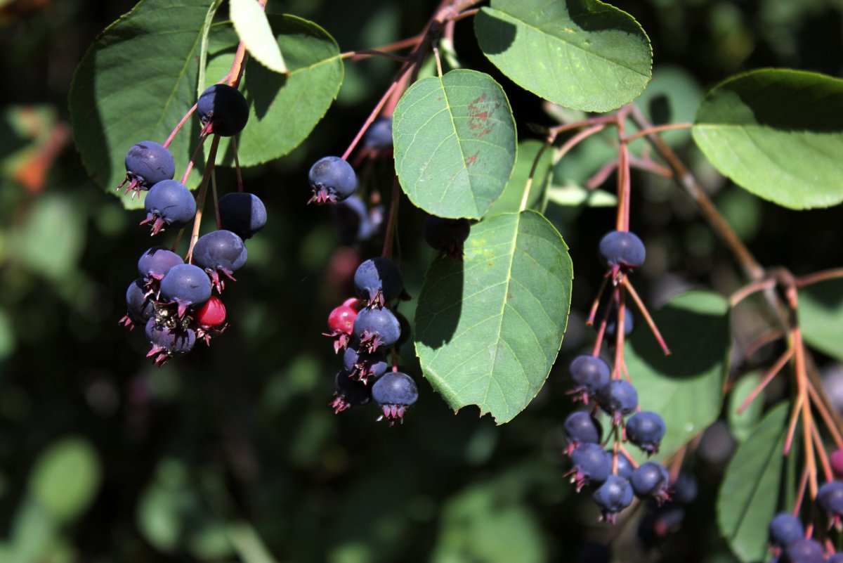 Ирга ольхолистная Amelanchier alnifolia