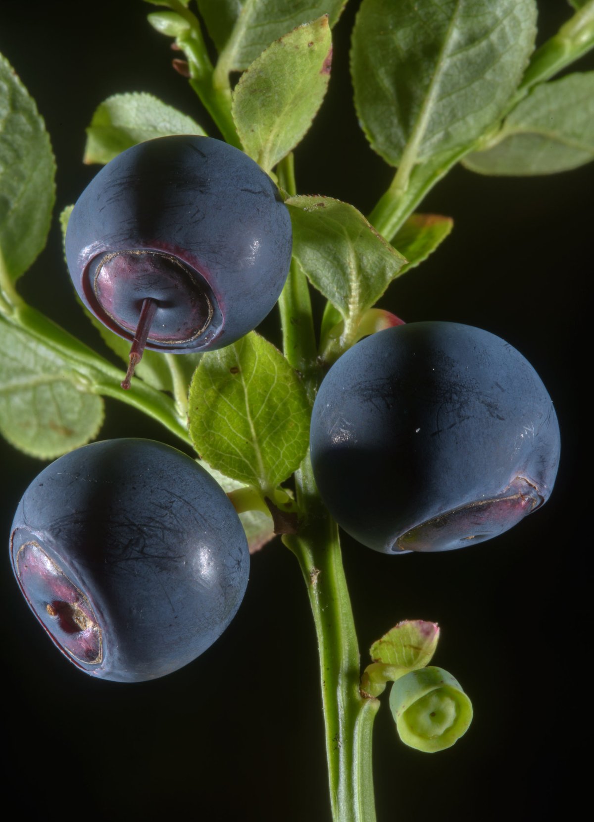 Черника обыкновенная (Vaccinium myrtillus l.)