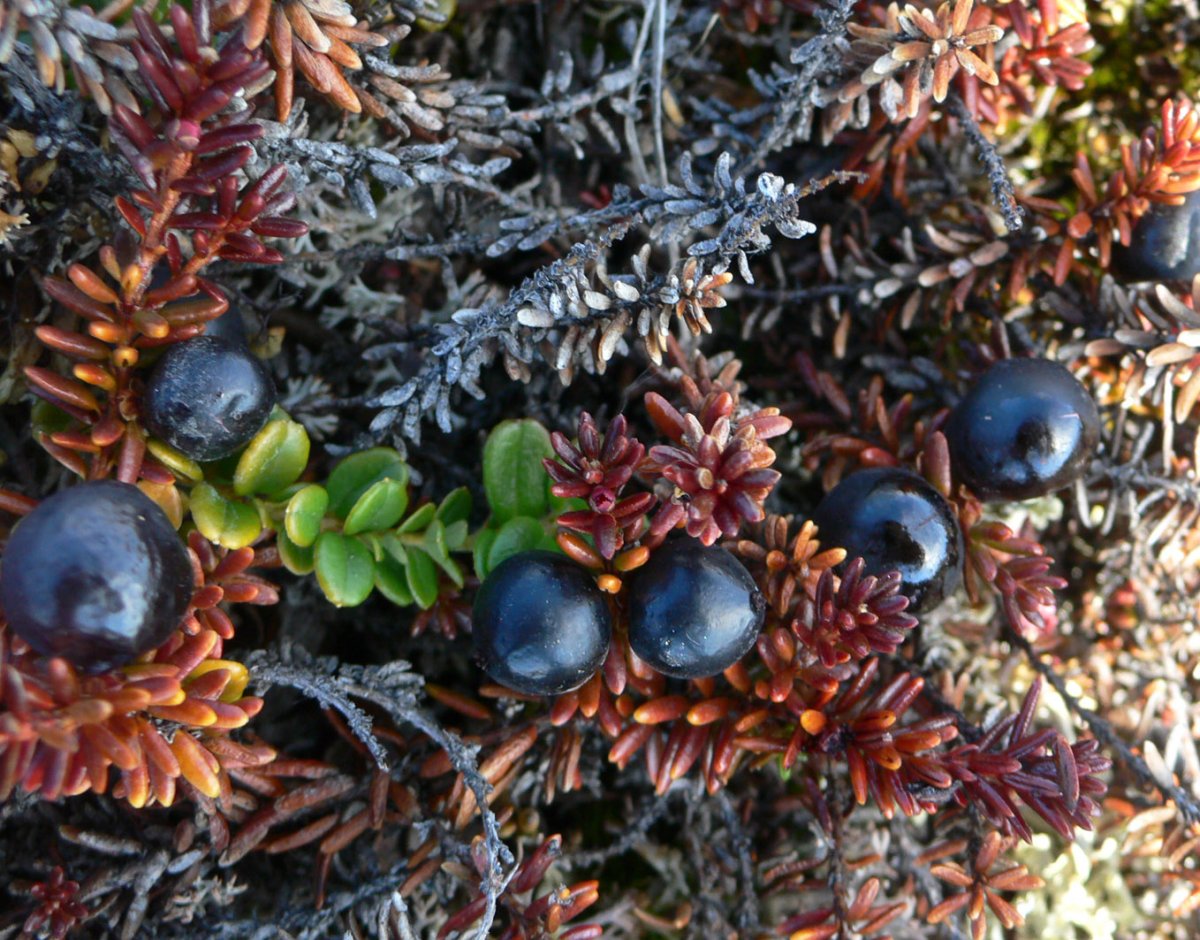 Водяника Empetrum