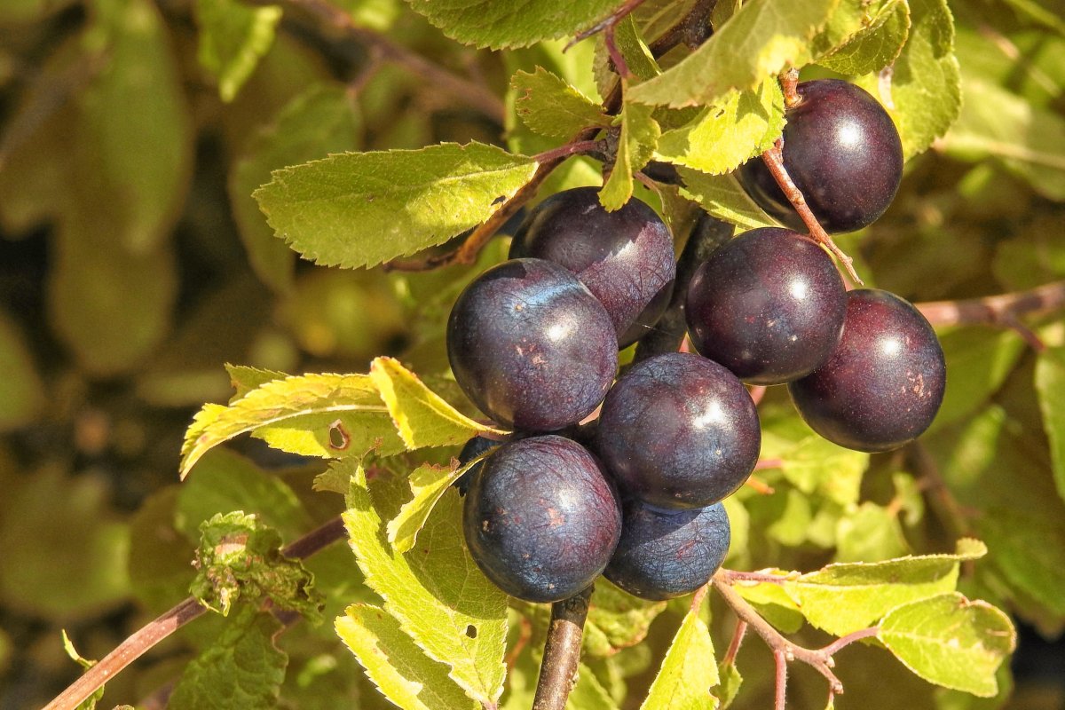 Bilberry Huckleberry