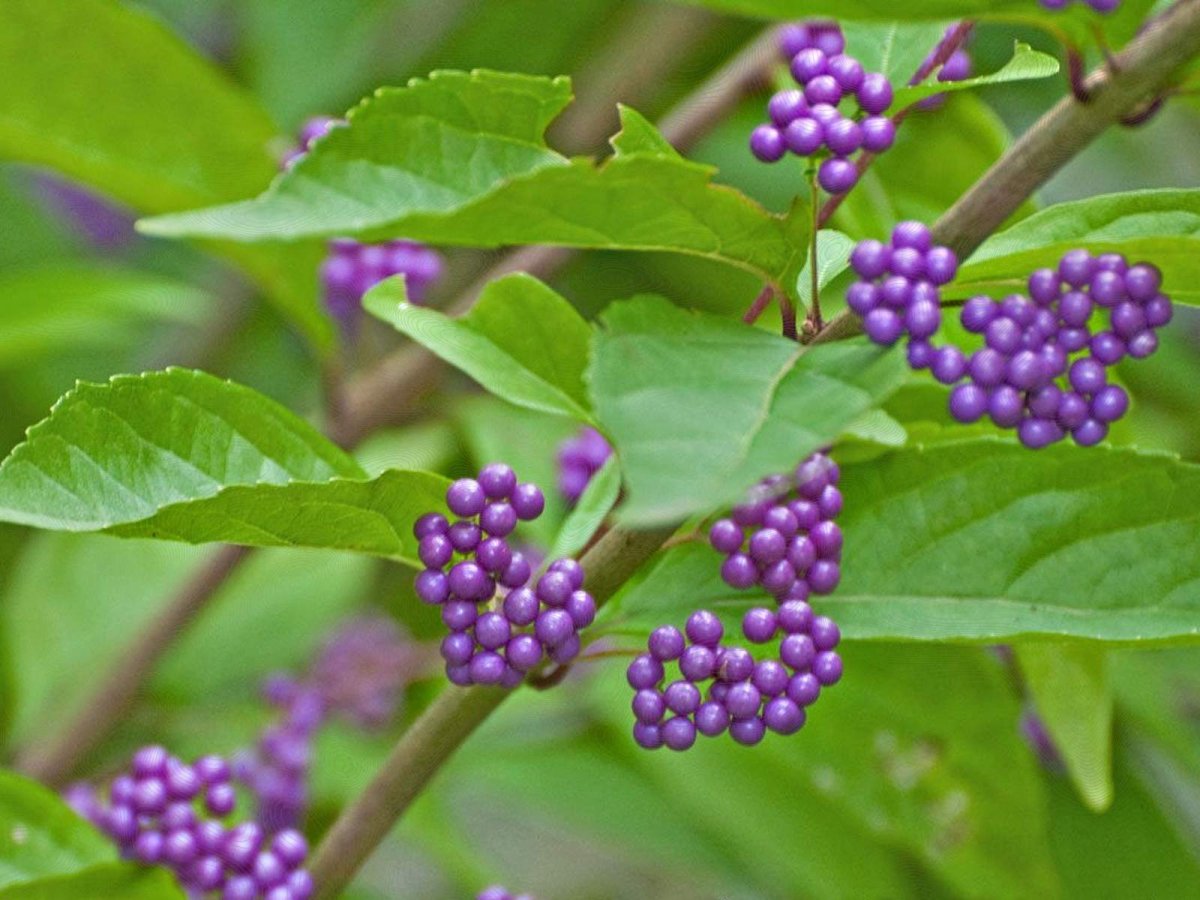 Callicarpa Americana Organic