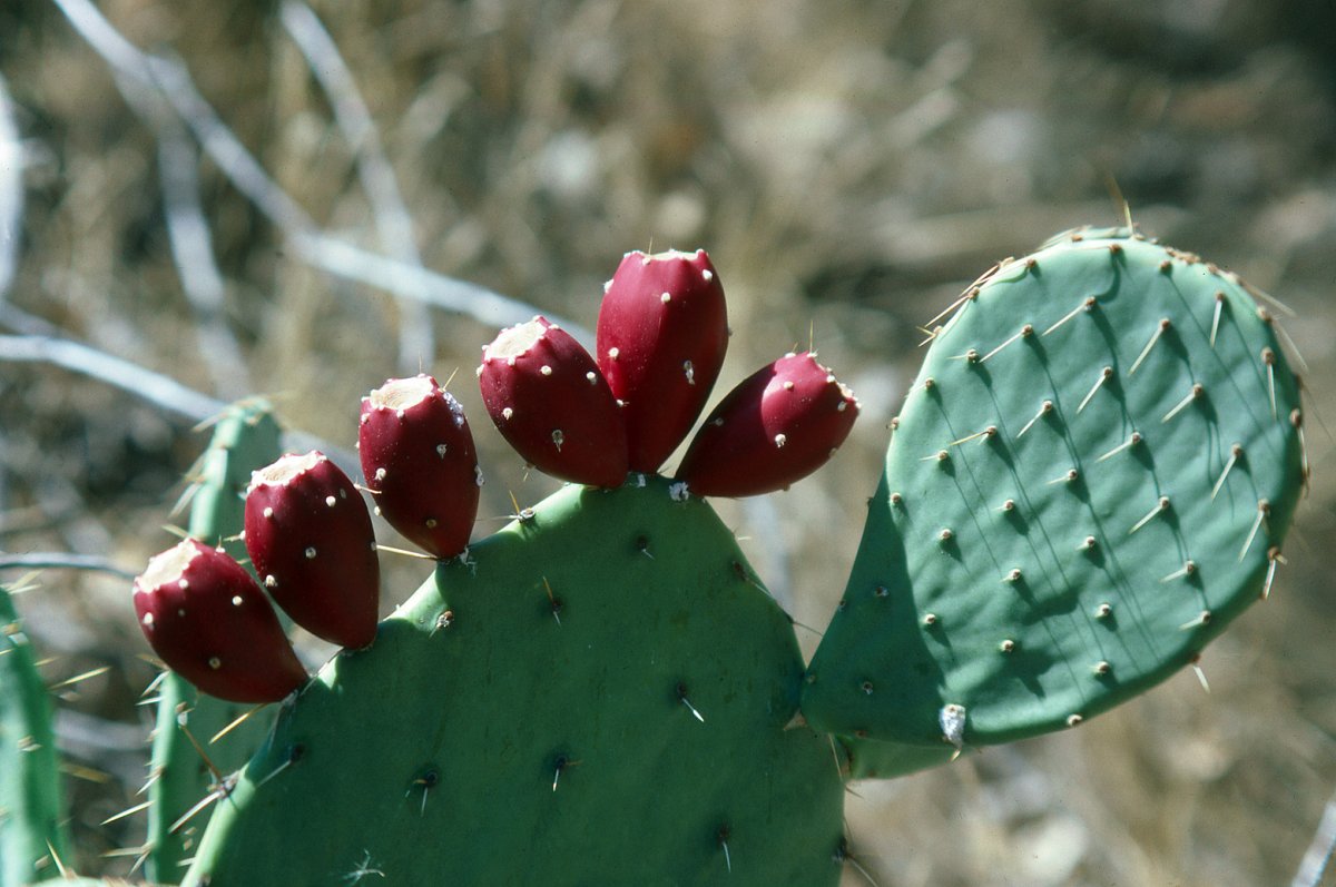 Prickly Pear Cactus