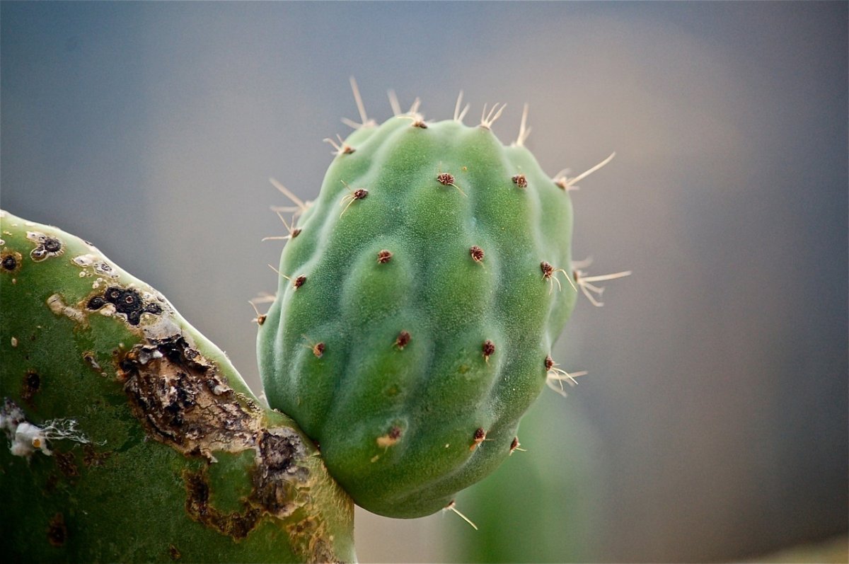 Prickly Pear Cactus Fruit