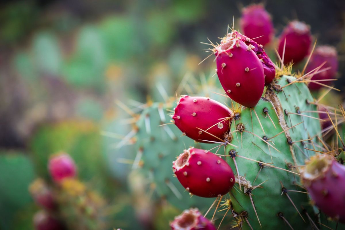 Prickly Pear Cactus Juice