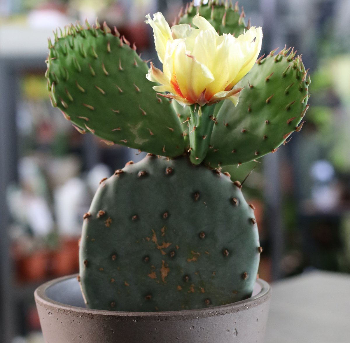 Опунция Госселина Opuntia gosseliniana