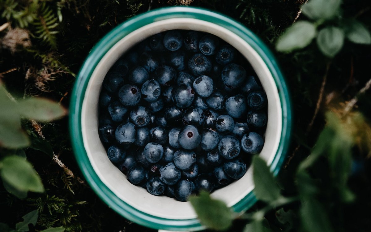 Blueberry трава