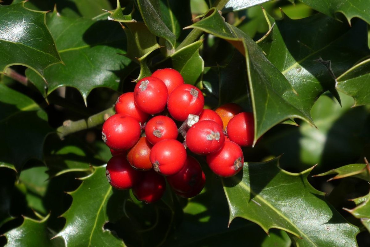 Holly Berry ягода название на русском