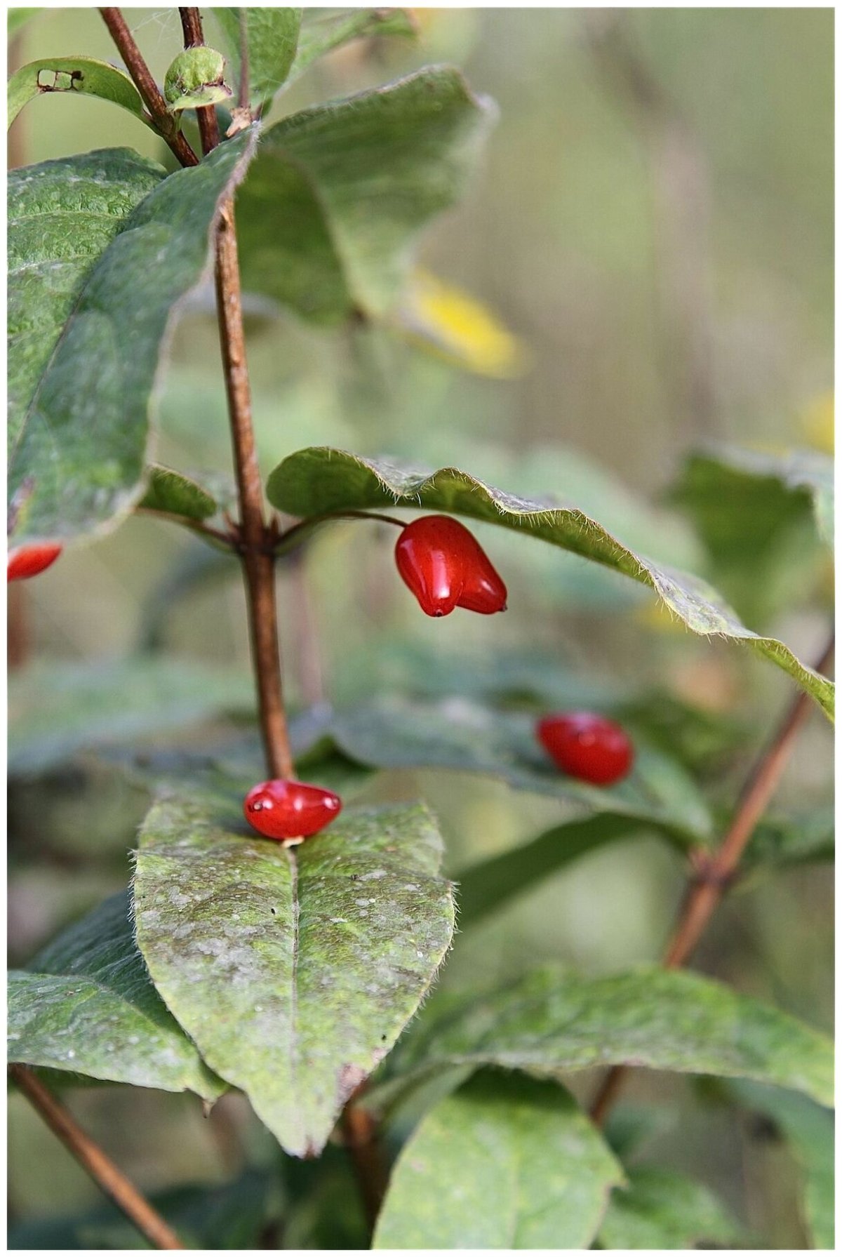 Lonicera maximowiczii