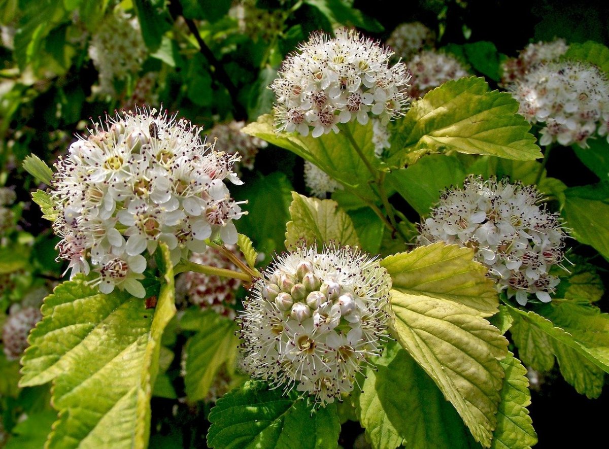 Кустарник с венчиками