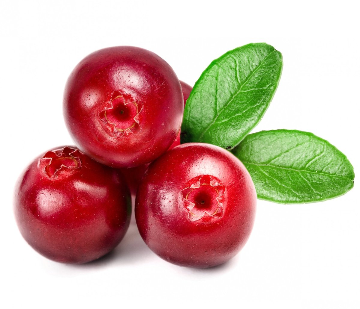 Cowberry брусника
