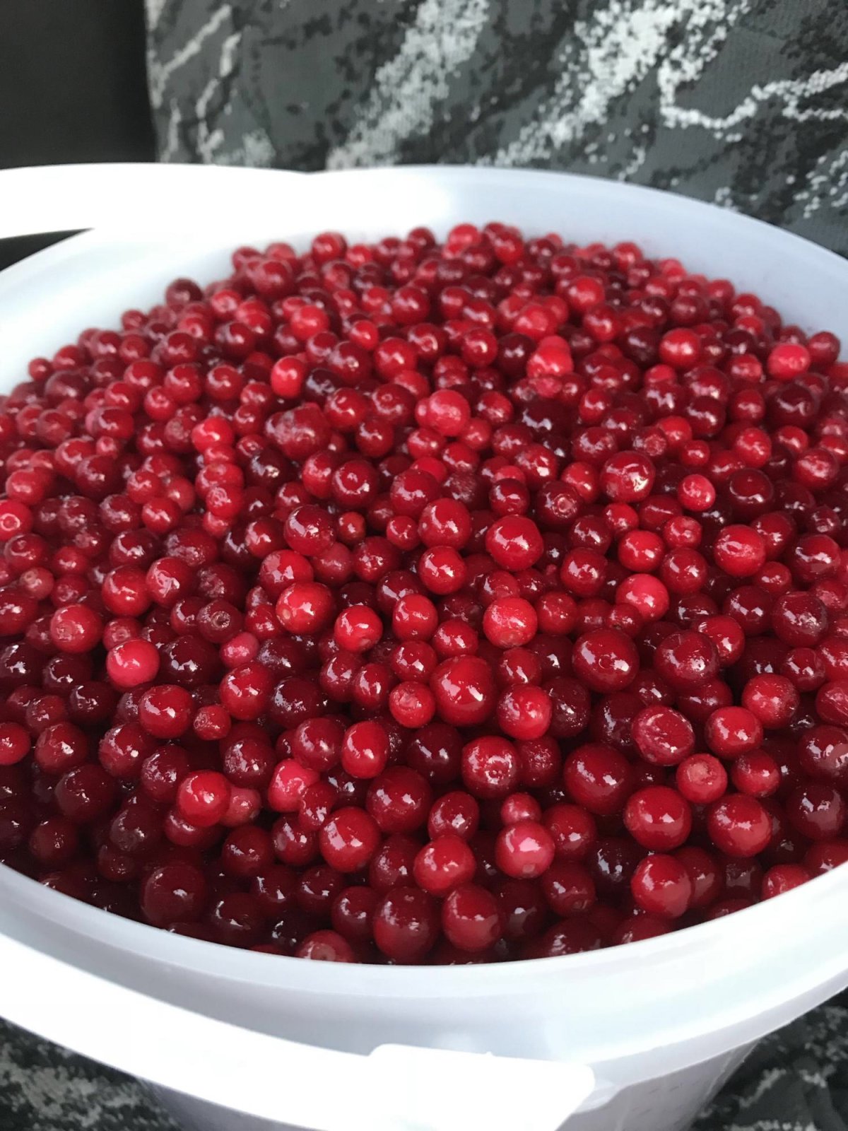 Клюква черная