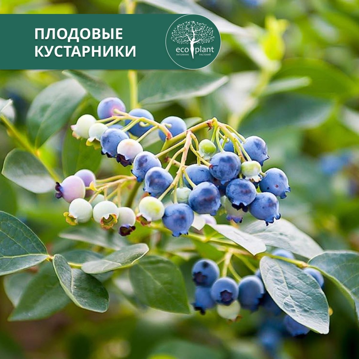 Норвежская черника